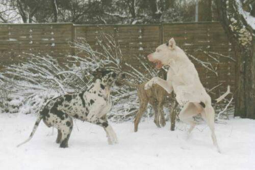 great-danes-playing.jpg