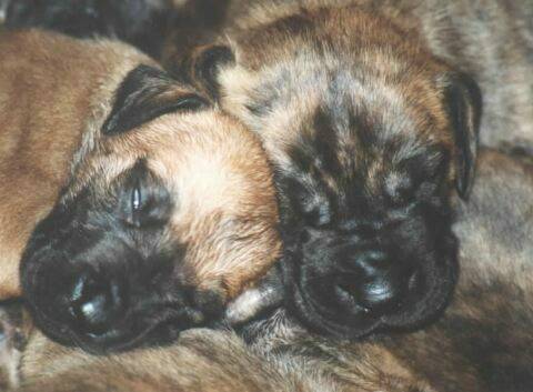 great-danes-puppies.jpg