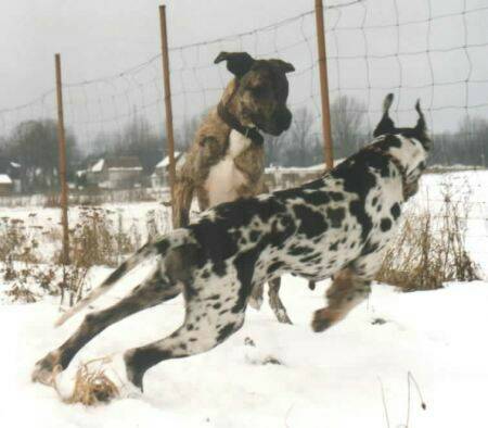 great-danes-sno.jpg