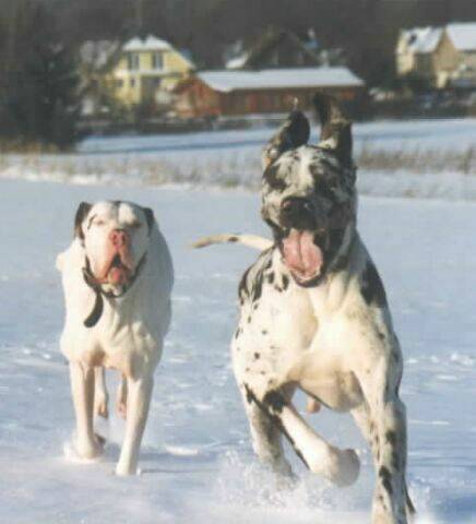 great-danes-snow.jpg