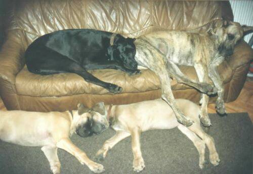 Deutsche-Doggen-sofa.jpg