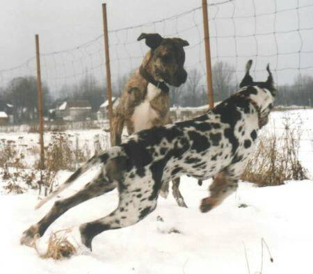 kampf-doggen-Deutsch.jpg