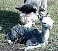Alpaca-Birth-92.jpg