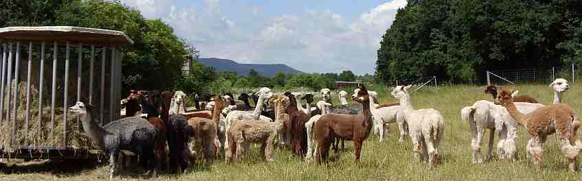 alpaca-herd.jpg