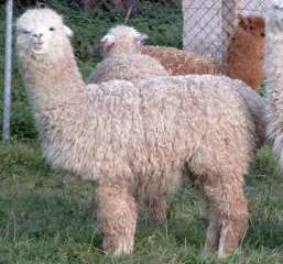 huacaya-alpaca.jpg