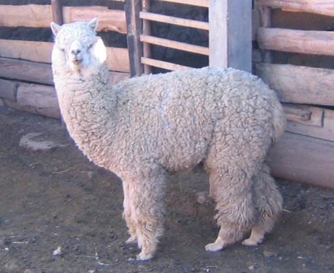 alpaca-macho-muy-bueno