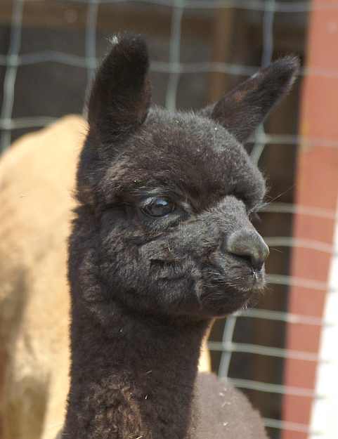 cria-alpaka-black-Hombre-mutter-fawn