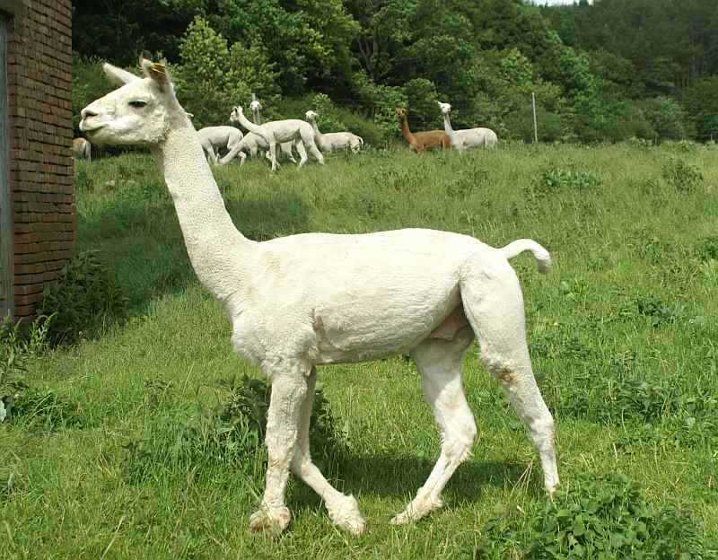 grande alpaca macho