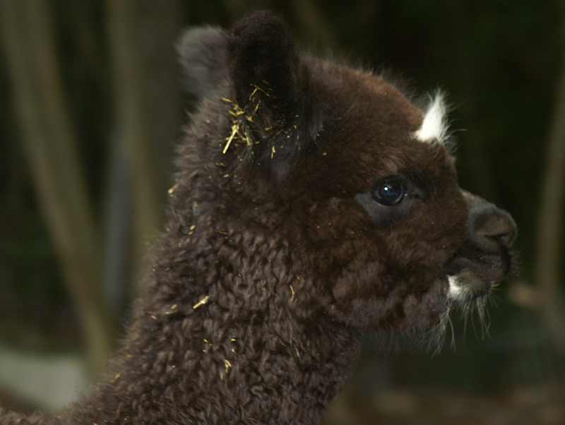 Cria-female-hombre