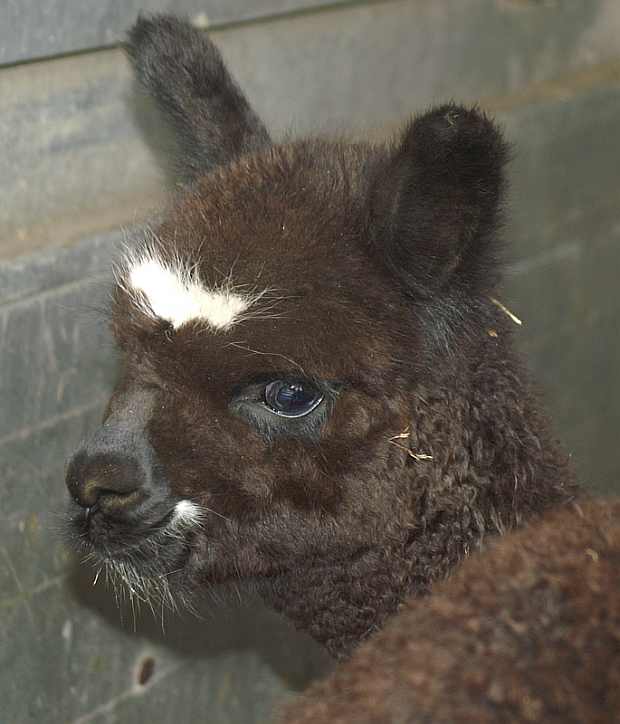 Alpaca-Cria-female-hombre