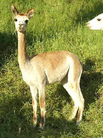 beauty alpaca