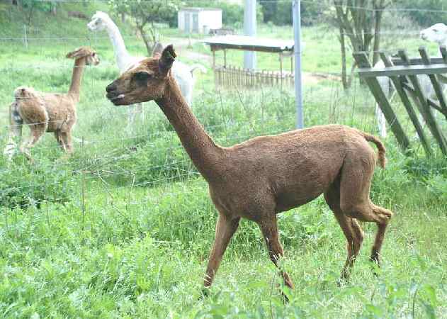 walking female alpaca