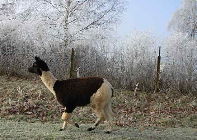 alpaca for sale.jpg