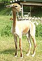 Alpaca- 66-alpaca-front.jpg