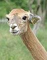 alpaca-66-head--.jpg