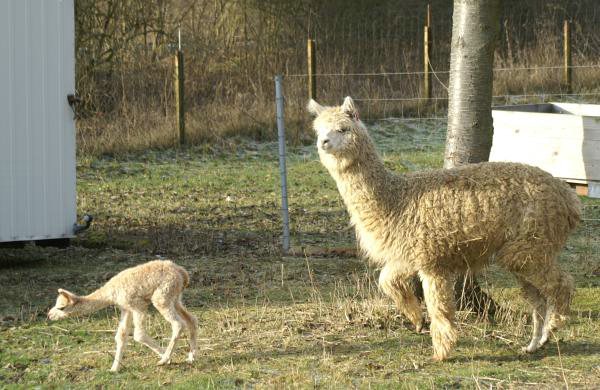 alpaka-cria-mum-walk.jpg