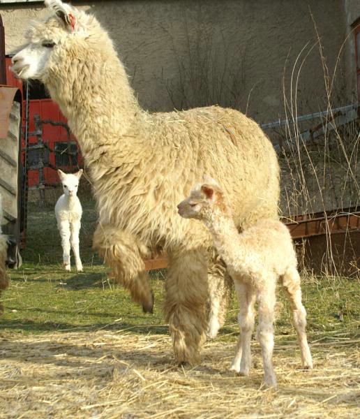 alpaka-cria-mum.jpg