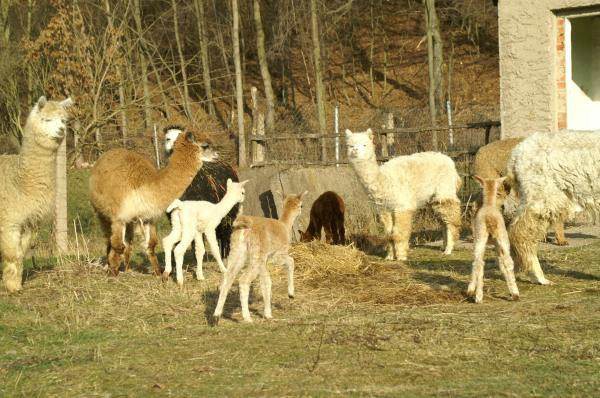 alpaka-gruppe-alpacas.jpg