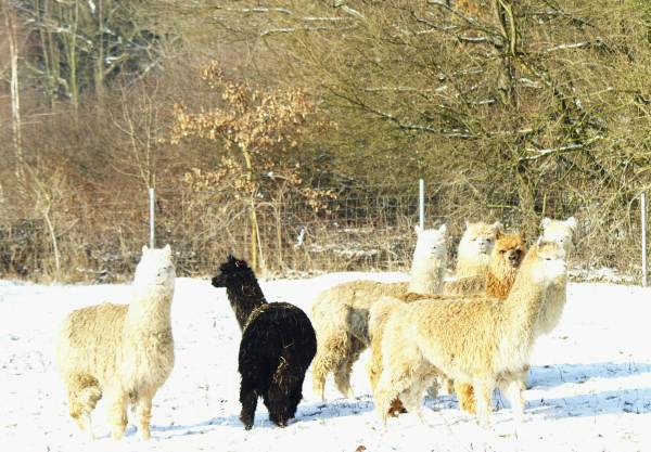 alpakas im schnee-e.jpg