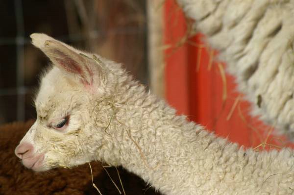 cria 5 alpaca.jpg