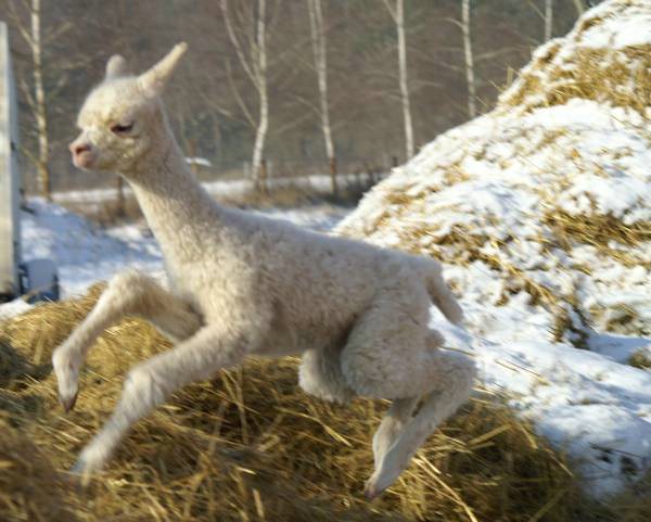 cria alpaca jump.jpg