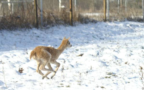 cria alpaka run.jpg