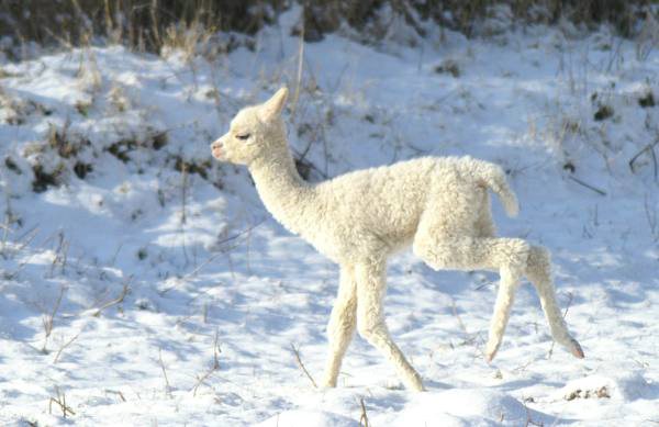 cria alpaka runfe.jpg