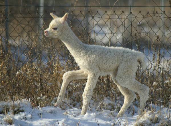 cria alpaka runfee.jpg