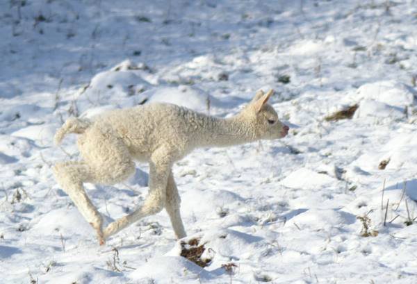 cria alpaka runfet.jpg