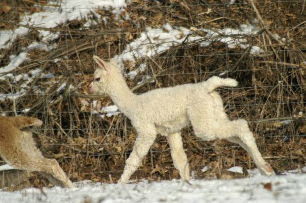 cria alpaka runfetz.jpg