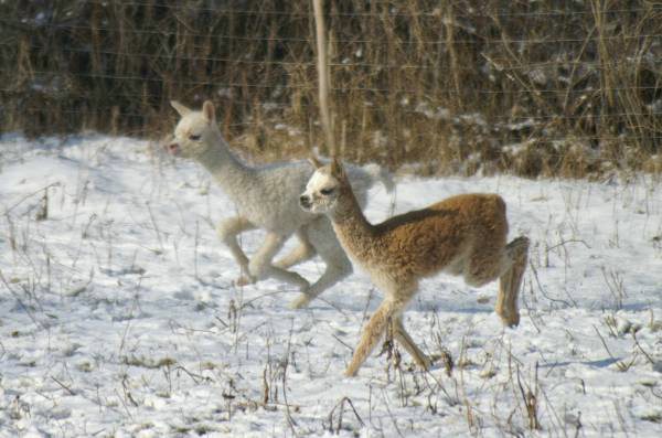 cria alpakas run 44.jpg