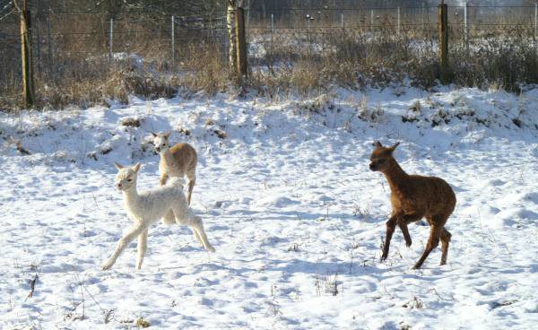 cria alpakas run 45.jpg