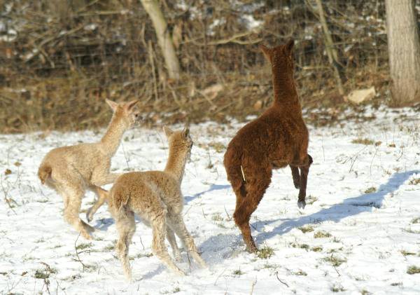 cria alpakas run 46.jpg