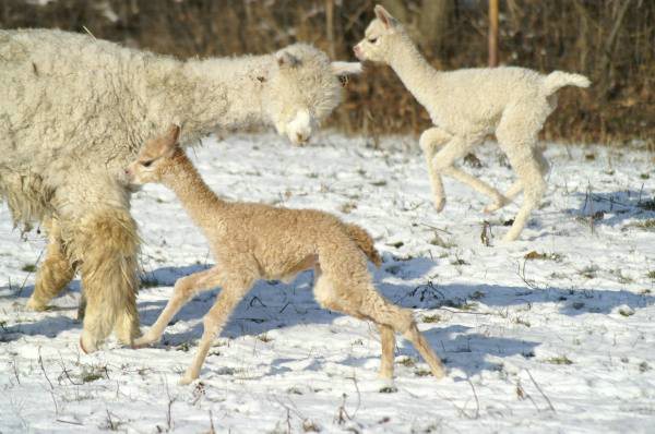 cria alpakas run 47.jpg