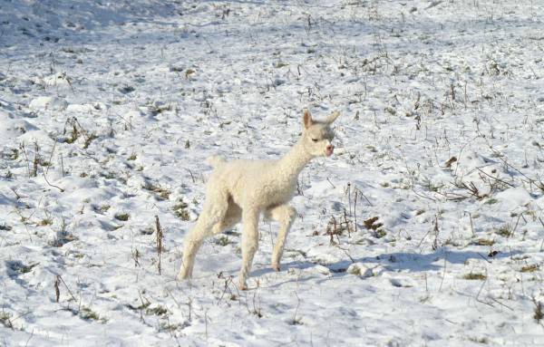 cria alpakas run 49.jpg