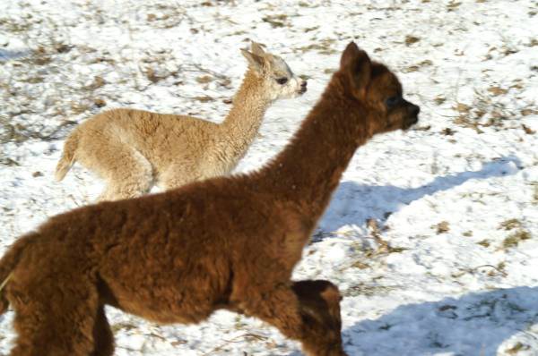 cria alpakas run222.jpg