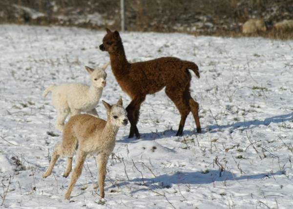 cria alpakas run223.jpg