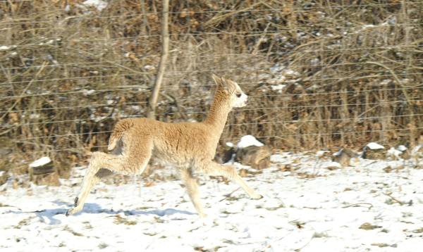 cria alpakas run224.jpg