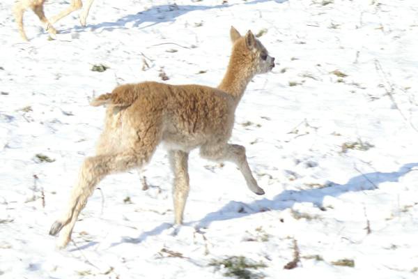 cria alpakas run30.jpg