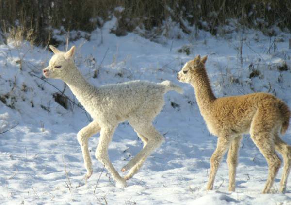 cria alpakas run31.jpg