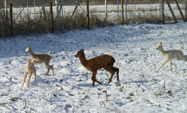 cria alpakas run32.jpg