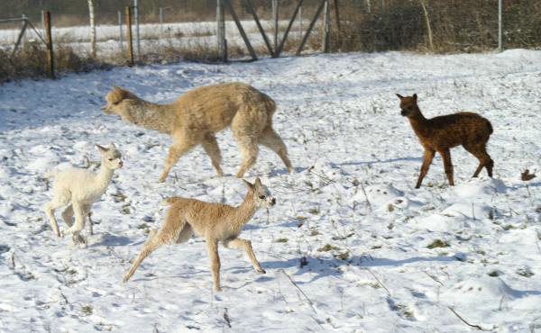 cria alpakas run333.jpg