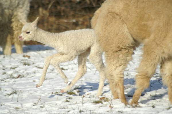 cria alpakas run334.jpg