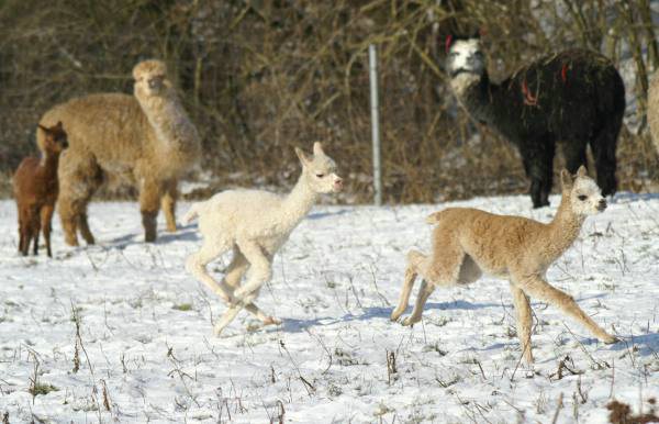 cria alpakas run33l.jpg