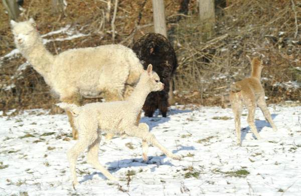 cria alpakas run35.jpg