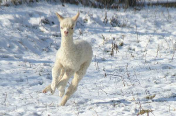 cria alpakas run36.jpg