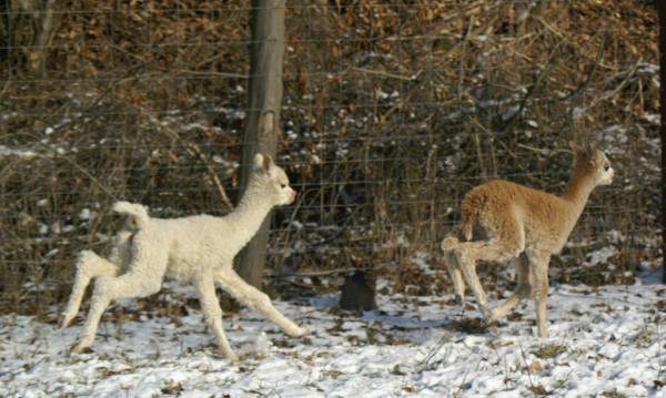 cria alpakas run37.jpg