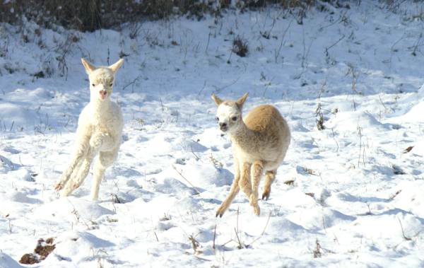 cria alpakas run39.jpg