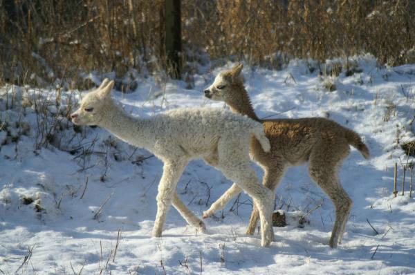 cria alpakas run40.jpg