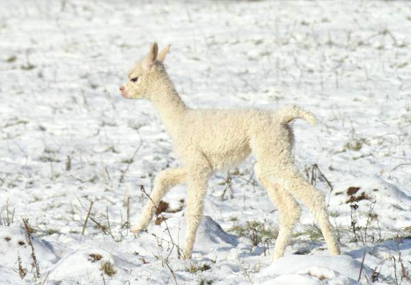 cria white alpacka 3.jpg